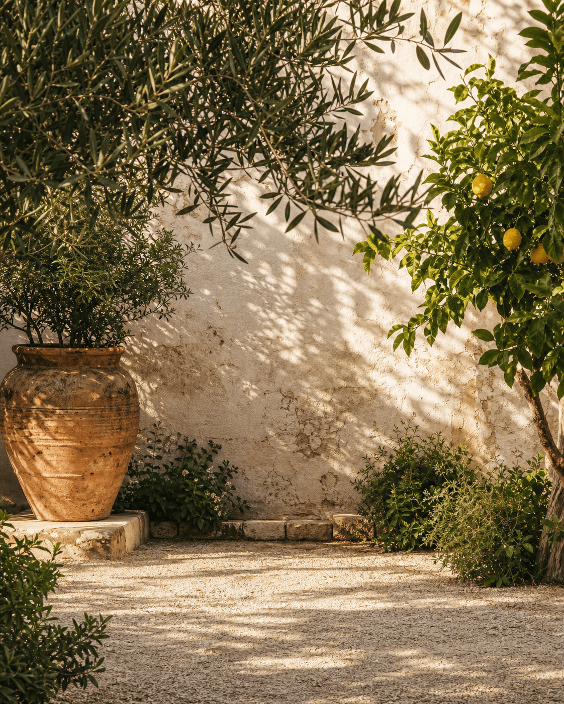 Olive courtyard in warm afternoon light